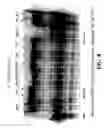 Fig. 09 - Enzymatic nucleic acid synthesis: compositions including pyrophosphorolysis inhibitors
