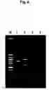 Fig. 04 - Method for amplifying unknown DNA sequence adjacent to known sequence