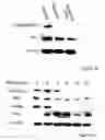 Fig. 03 - MOLECULAR SIGNALING PATHWAYS TRIGGERED BY RITUXIMAB: PROGNOSTIC, DIAGNOSTIC, AND THERAPEUTIC USES
