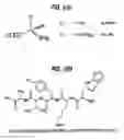 Fig. 02 - Detection of markers in nascent proteins
