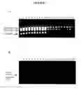 Fig. 03 - Nucleic acid purification with a binding matrix