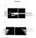Fig. 04 - Nucleic acid purification with a binding matrix
