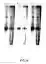Fig. 09 - Methods for sequence determination