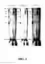 Fig. 04 - Enzymatic nucleic acid synthesis: methods for direct detection of tagged monomers