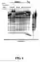 Fig. 05 - Enzymatic nucleic acid synthesis: methods for direct detection of tagged monomers