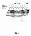 Fig. 07 - Enzymatic nucleic acid synthesis: methods for direct detection of tagged monomers