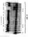 Fig. 09 - Enzymatic nucleic acid synthesis: methods for direct detection of tagged monomers