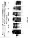 Fig. 13 - Enzymatic nucleic acid synthesis: methods for direct detection of tagged monomers