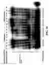 Fig. 11 - Enzymatic nucleic acid synthesis: compositions and methods