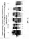 Fig. 13 - Enzymatic nucleic acid synthesis: compositions and methods