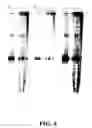 Fig. 09 - Mutant polymerases