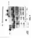 Fig. 12 - Compositions and methods for sequence determination