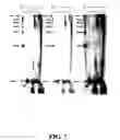 Fig. 10 - Composition for sequence determination
