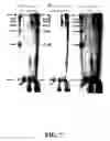 Fig. 10 - Sequence determination in confined regions