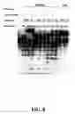 Fig. 11 - Sequence determination in confined regions