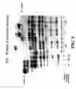 Fig. 12 - Sequence determination in confined regions