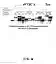 Fig. 07 - Enzymatic nucleic acid synthesis: methods for inhibiting pyrophosphorolysis during sequencing synthesis