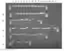 Fig. 01 - Compositions and Methods for Nucleic Acid Extraction from Biological Samples