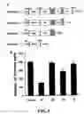 Fig. 06 - Methods and compositions for diagnosing and suppressing metastasis thereof