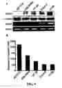 Fig. 10 - Methods and compositions for diagnosing and suppressing metastasis thereof