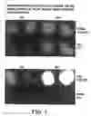 Fig. 02 - Comparative fluorescence hybridization to nucleic acid arrays