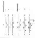 Fig. 03 - Method for detection of multiple test materials in a sample