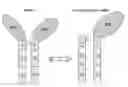 Fig. 01 - Immunoglobulin chimeric monomer-dimer hybrids