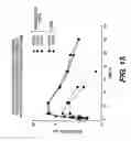 Fig. 25 - Immunoglobulin chimeric monomer-dimer hybrids