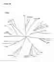 Fig. 25 - process for the selection of HIV-1 subtype C isolates, selected HIV-1 subtype isolates, their genes and modifications and derivatives thereof