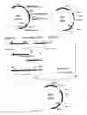 Fig. 03 - L-Glutamic Acid-Producing Microorganism and a Method for Producing L-Glutamic Acid