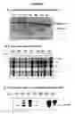 Fig. 03 - Purified active HCV NS2/3 protease
