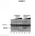 Fig. 06 - Purified active HCV NS2/3 protease