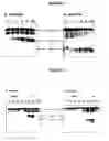 Fig. 07 - Purified active HCV NS2/3 protease