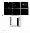Fig. 23 - Real time electronic cell sensing system and applications for cell-based assays