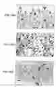 Fig. 05 - Lineage specific cells and progenitor cells