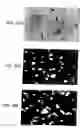 Fig. 06 - Lineage specific cells and progenitor cells