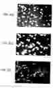 Fig. 07 - Lineage specific cells and progenitor cells