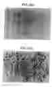 Fig. 10 - Lineage specific cells and progenitor cells