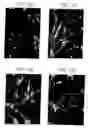 Fig. 11 - Lineage specific cells and progenitor cells
