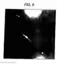 Fig. 15 - Lineage specific cells and progenitor cells