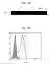 Fig. 23 - Methods and compositions for expanding T regulatory cells