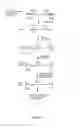Fig. 11 - Retroviral vectors expressing exogenous gene or exogenous nucleic acid sequences