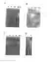 Fig. 01 - Novel endonuclease of immune cell, process for producing the same and immune adjuvant using the same