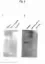 Fig. 03 - Novel endonuclease of immune cell, process for producing the same and immune adjuvant using the same