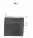Fig. 06 - Novel endonuclease of immune cell, process for producing the same and immune adjuvant using the same
