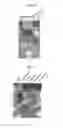Fig. 18 - Novel endonuclease of immune cell, process for producing the same and immune adjuvant using the same