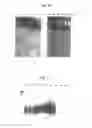 Fig. 19 - Novel endonuclease of immune cell, process for producing the same and immune adjuvant using the same