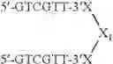 Fig. 115 - Modulation of immunostimulatory properties of oligonucleotide-based compounds by optimal presentation of 5′ ends