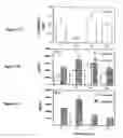Fig. 12 - Modulation of immunostimulatory properties of oligonucleotide-based compounds by optimal presentation of 5′ ends