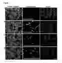 Fig. 02 - Methods for delivering extracellular target into cells